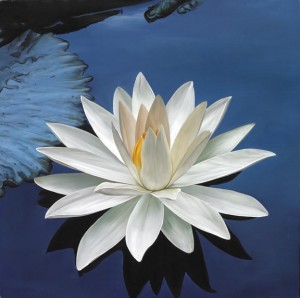 beautif-lotus
