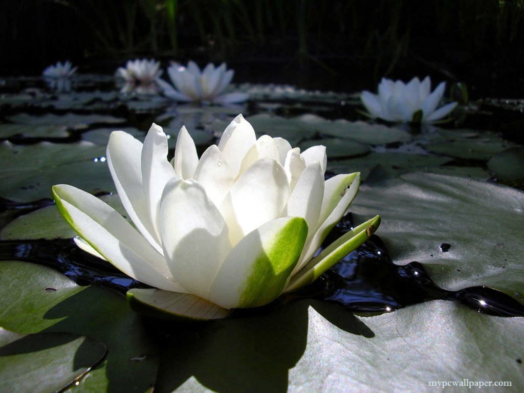 white_lotus_flower-2